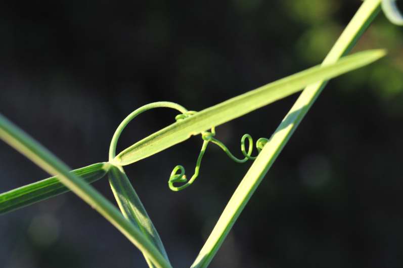 Fabaceae: Lathyrus sylvestris